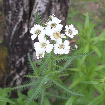 Achillea impatiens unspecified picture