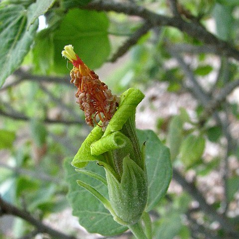 Hibiscadelphus distans unspecified picture