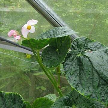 Begonia chitoensis unspecified picture