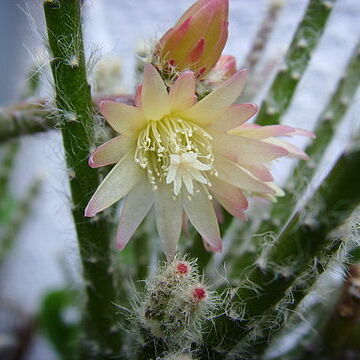 Rhipsalis pilocarpa unspecified picture