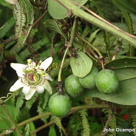 Passiflora cuspidifolia unspecified picture