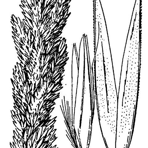 Calamagrostis koelerioides unspecified picture