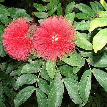 Calliandra unspecified picture