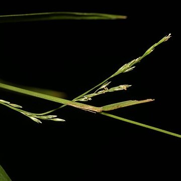 Muhlenbergia sobolifera unspecified picture