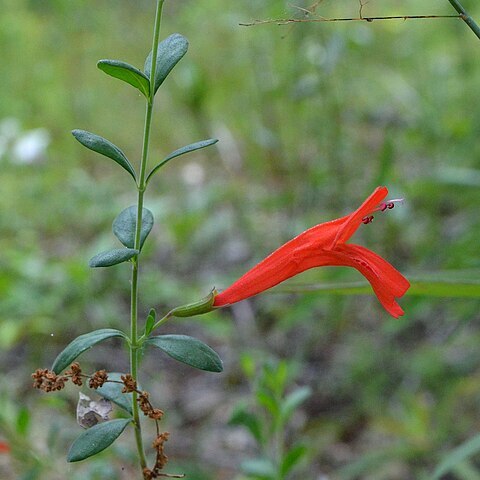 Clinopodium coccineum unspecified picture