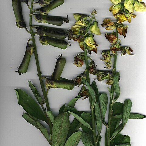 Crotalaria assamica unspecified picture