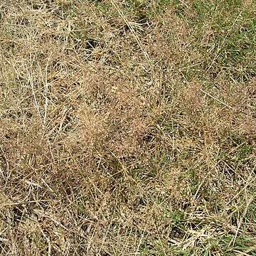 Eragrostis amabilis unspecified picture