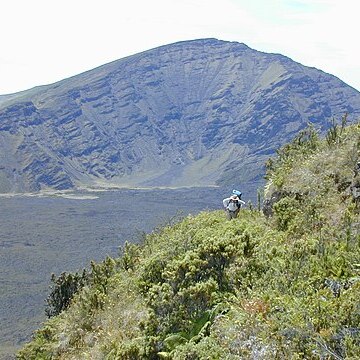 Luzula hawaiiensis unspecified picture