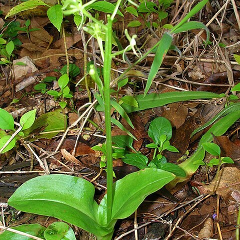 Liparis hawaiensis unspecified picture