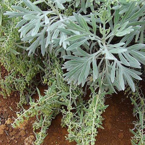 Artemisia australis unspecified picture