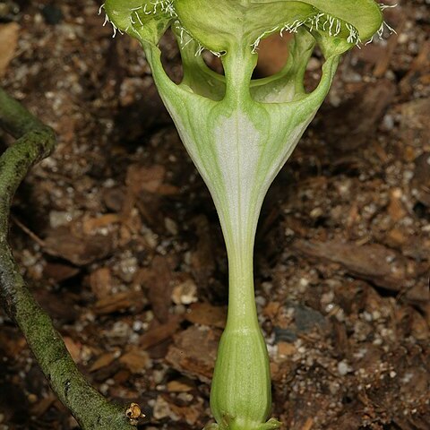 Ceropegia sandersonii unspecified picture