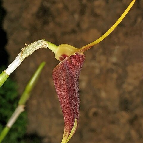 Masdevallia virgo-cuencae unspecified picture