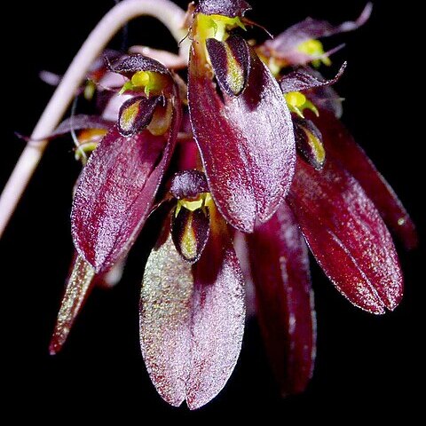 Bulbophyllum proudlockii unspecified picture