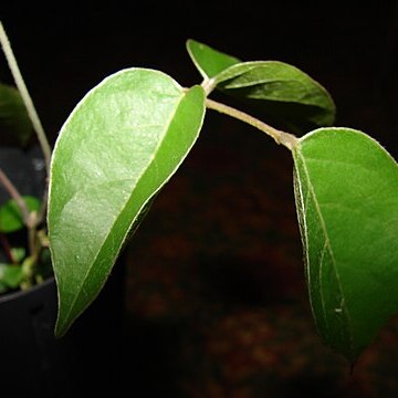 Canavalia molokaiensis unspecified picture