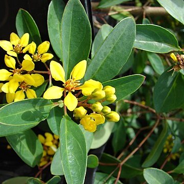 Malpighiaceae unspecified picture