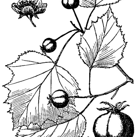 Crataegus coccinioides unspecified picture