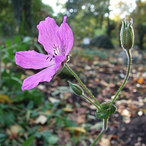 Erodium manescavi unspecified picture