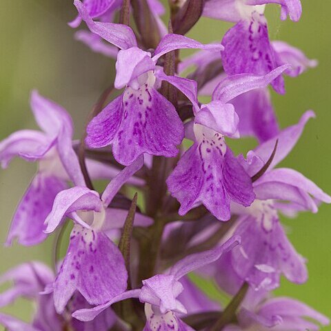 Dactylorhiza praetermissa subsp. osiliensis unspecified picture