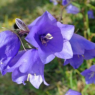 Campanula unspecified picture