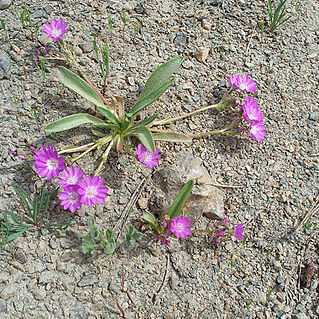 Lewisia stebbinsii unspecified picture