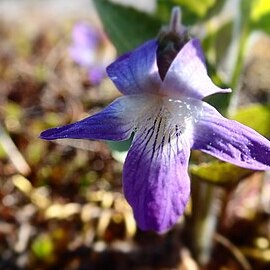 Viola novae-angliae unspecified picture