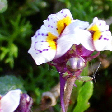 Linaria diffusa unspecified picture