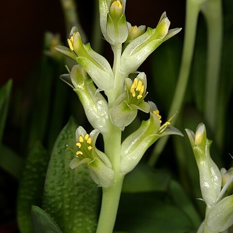 Lachenalia minima unspecified picture