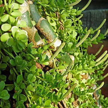 Peperomia hoffmannii unspecified picture