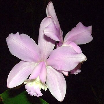 Cattleya loddigesii subsp. loddigesii unspecified picture