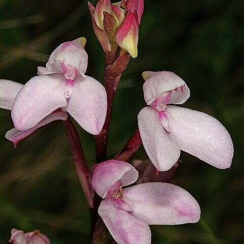 Disa tripetaloides unspecified picture