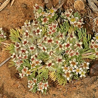 Choritaenia unspecified picture