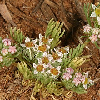 Choritaenia capensis unspecified picture