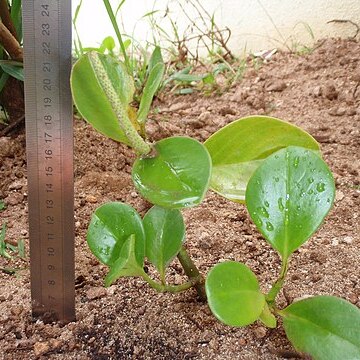 Peperomia septentrionalis unspecified picture