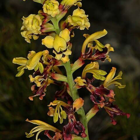 Tritoniopsis parviflora unspecified picture