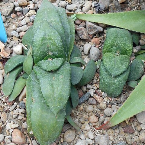 Gasteria nitida var. armstrongii unspecified picture