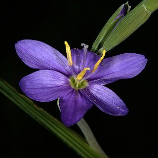 Geissorhiza arenicola unspecified picture