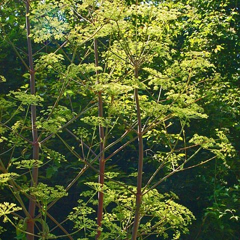 Peucedanum verticillare unspecified picture