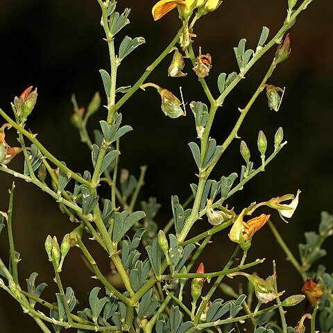 Crotalaria griquensis unspecified picture