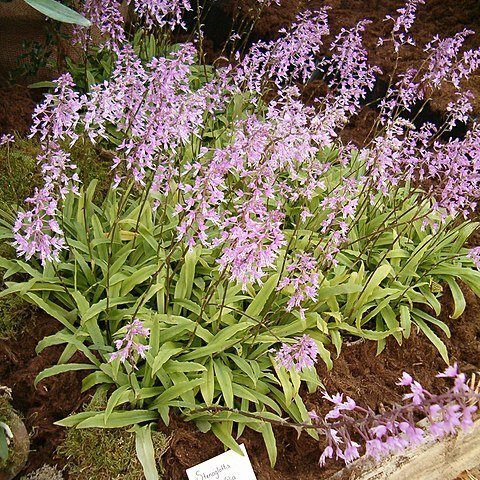 Stenoglottis longifolia unspecified picture