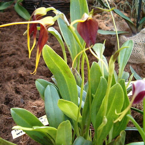 Masdevallia weberbaueri unspecified picture