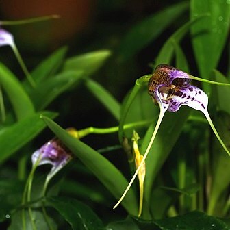 Masdevallia chaparensis unspecified picture