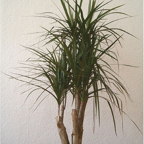 Dracaena reflexa var. angustifolia unspecified picture