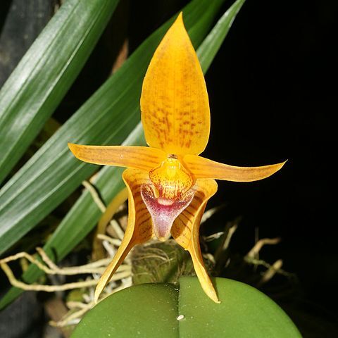 Bulbophyllum smitinandii unspecified picture