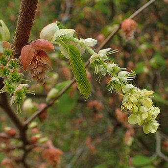 Corylopsis himalayana unspecified picture