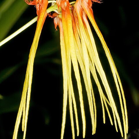 Bulbophyllum hirundinis unspecified picture