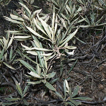 Eriodictyon californicum unspecified picture