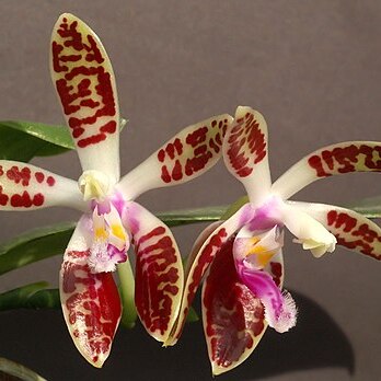 Phalaenopsis corningiana unspecified picture