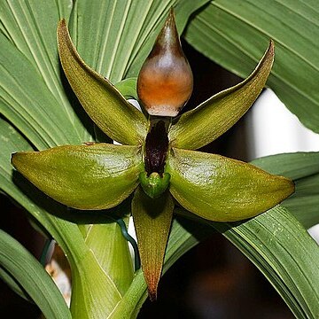 Cycnoches loddigesii unspecified picture