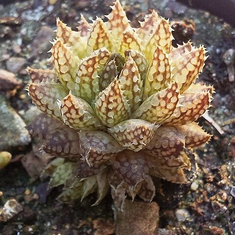 Haworthia reticulata unspecified picture