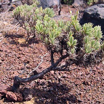 Plantago arborescens unspecified picture